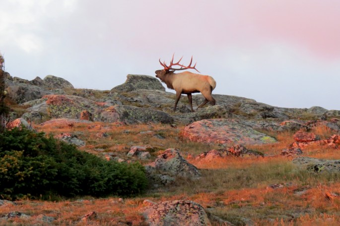 elk bull 1