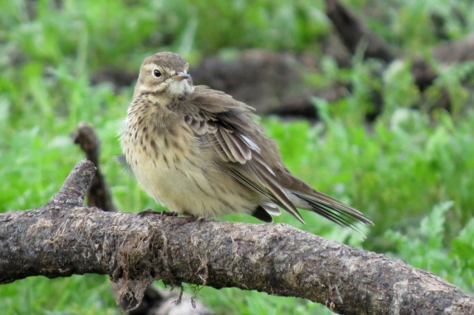 pipit front
