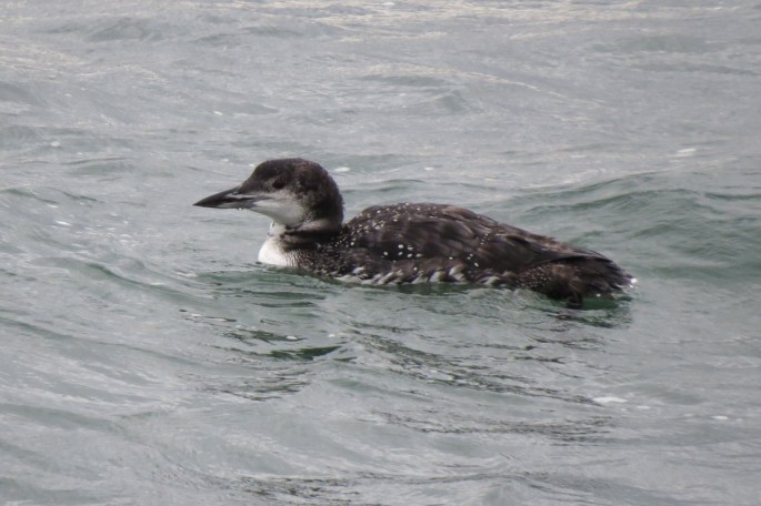 common loon
