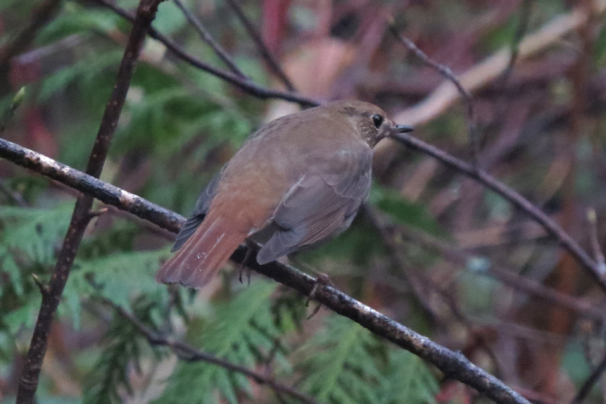 hermit thrush