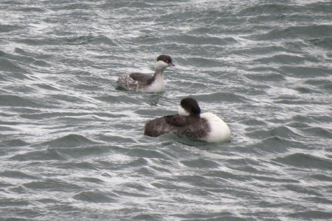 horned and western grebes