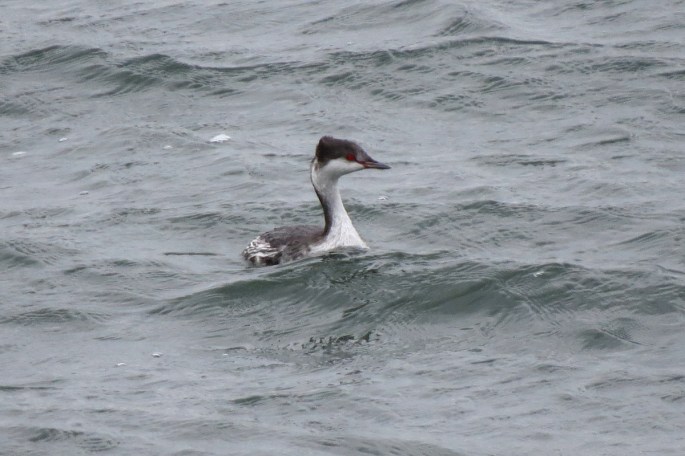 horned grebe