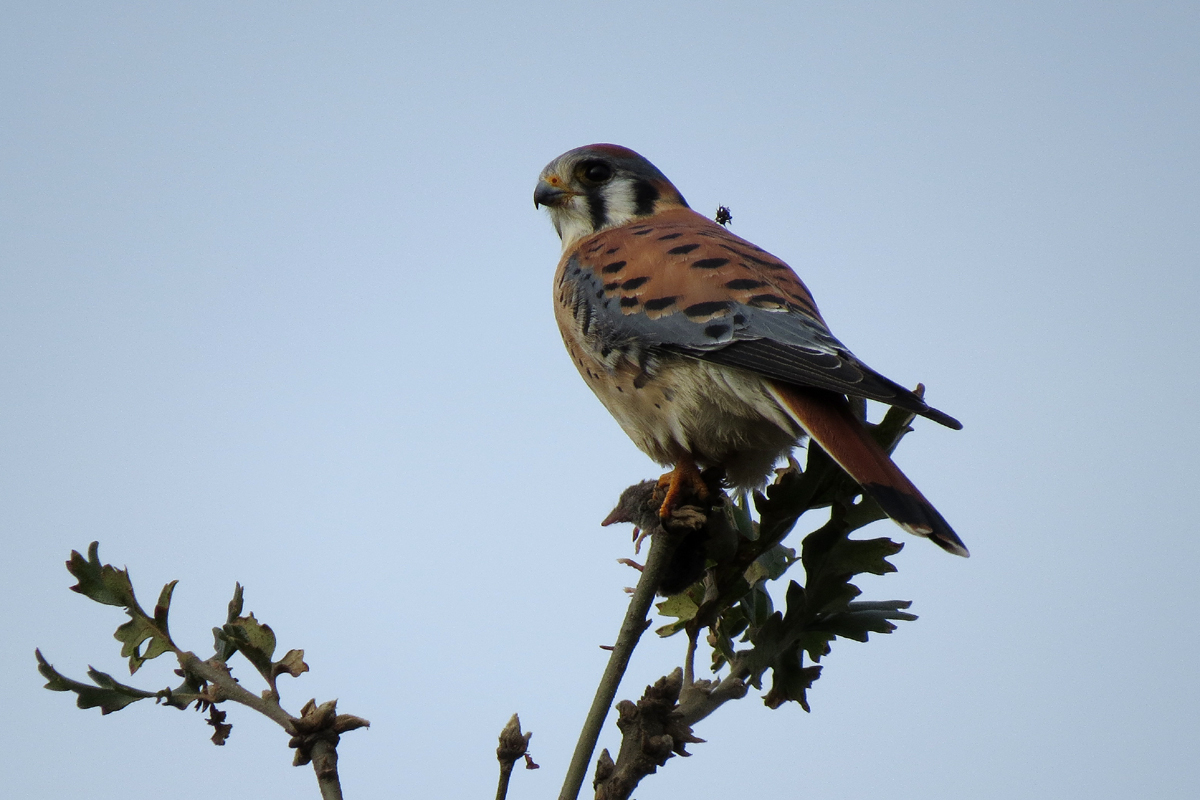 kestrel 2