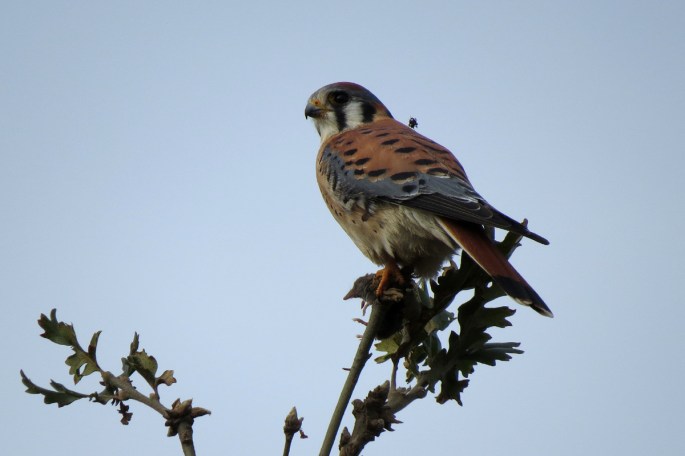 kestrel 2