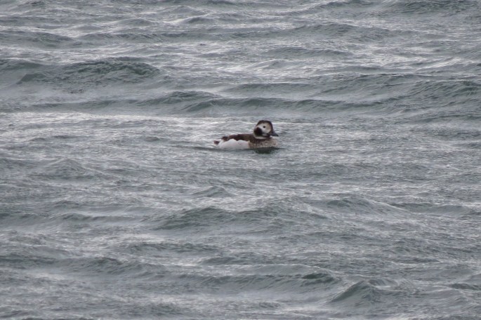 long-tailed duck 2