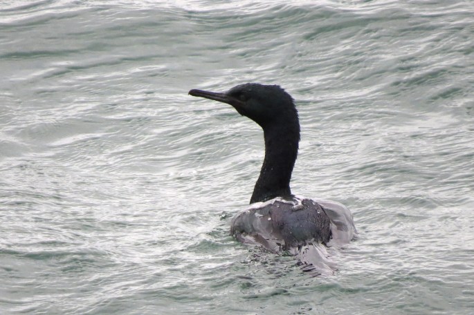 pelagic cormorant 2