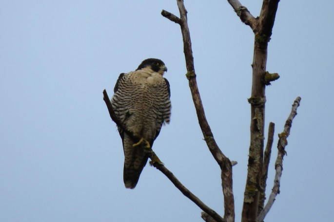 peregrine 2