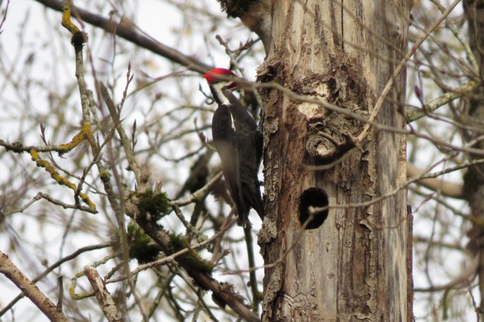 pileated