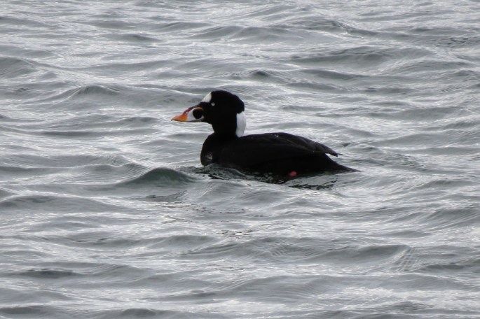 surf scoter 2