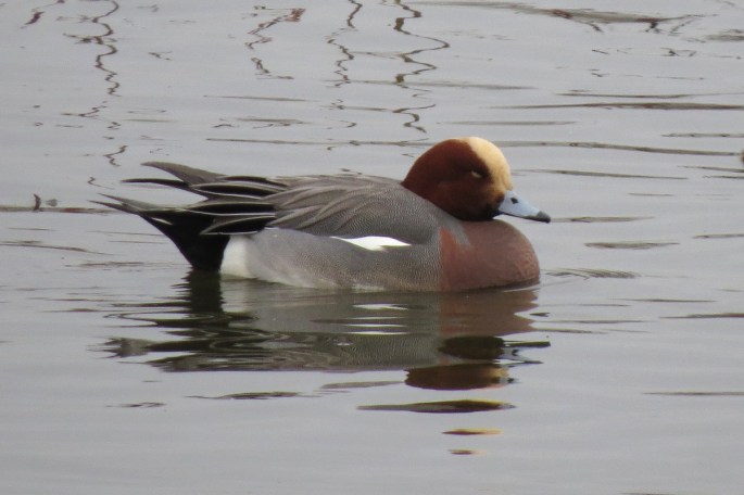 eurasian wigeon