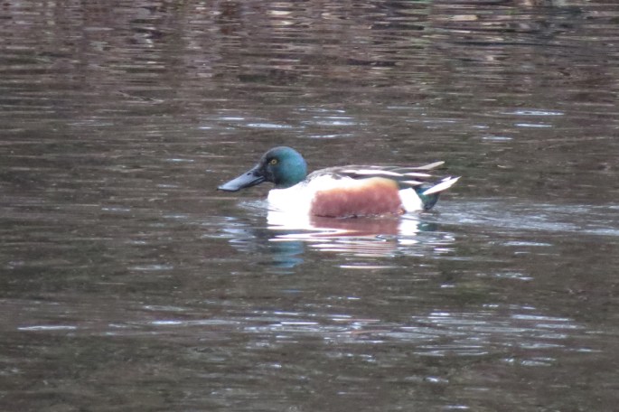 northern shoveler
