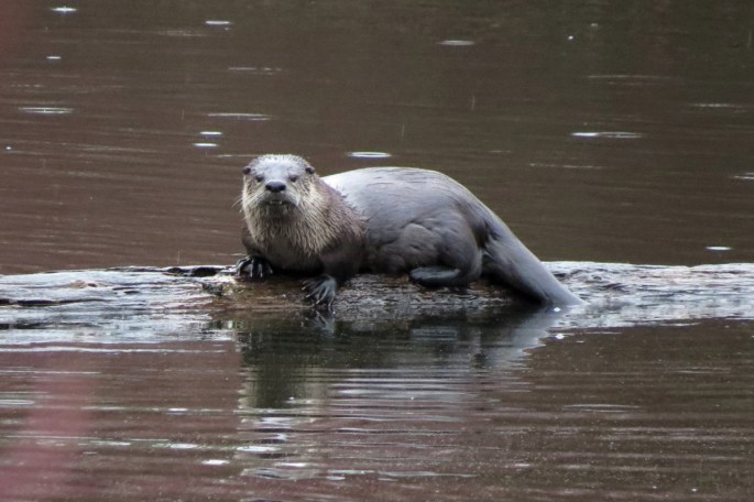 river otter 1
