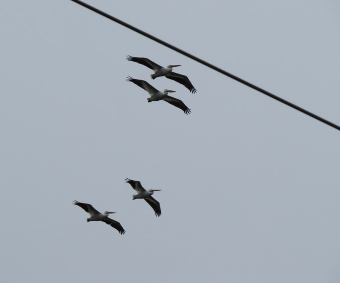 american white pelicans