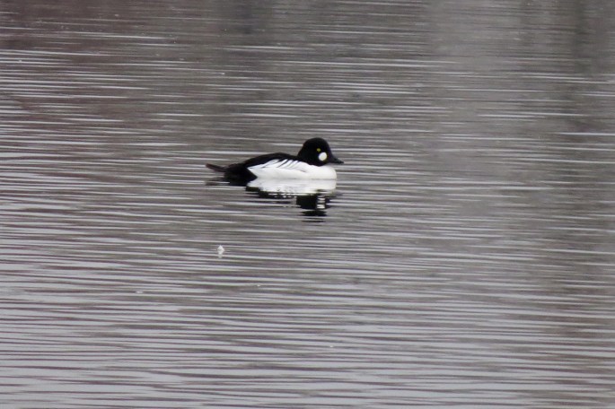 common goldeneye