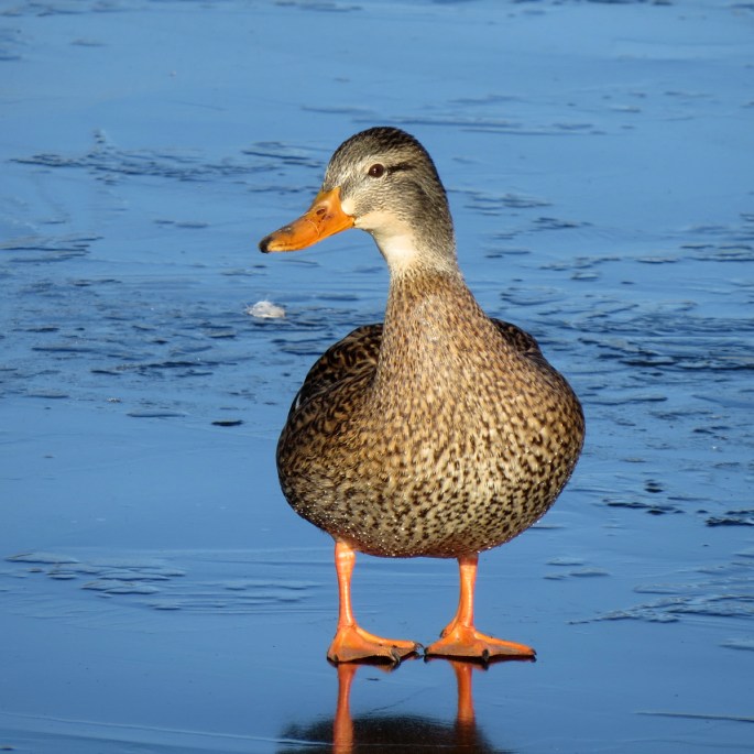 mallard 2