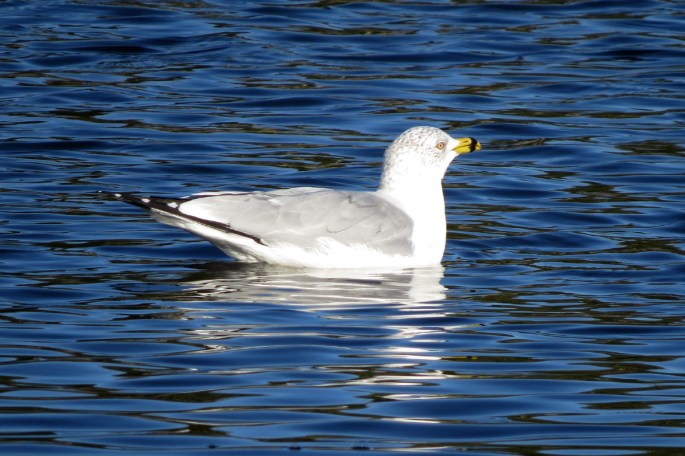 ring-billed gull