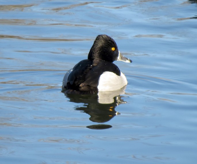 ring-necked duck