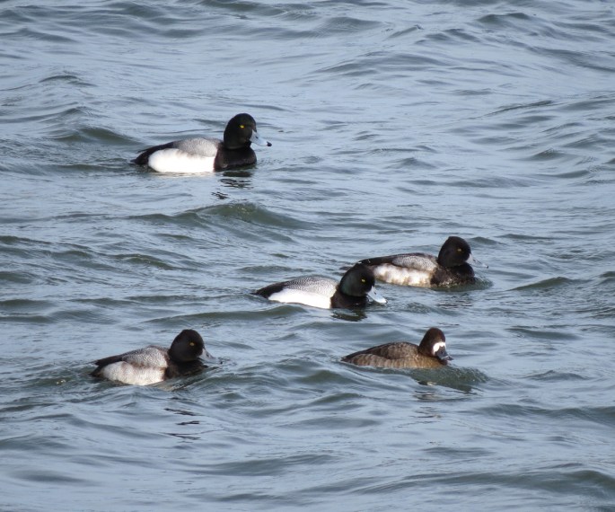 scaup flock 1