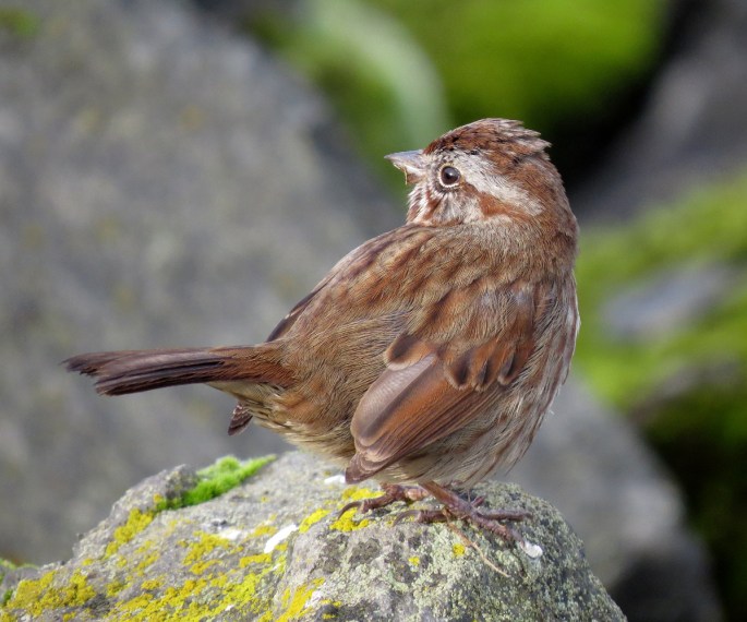 song sparrow 3