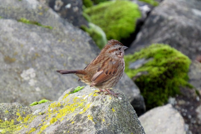 song sparrow 4