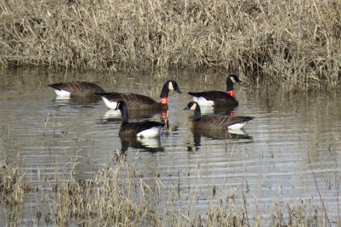 dusky canada geese