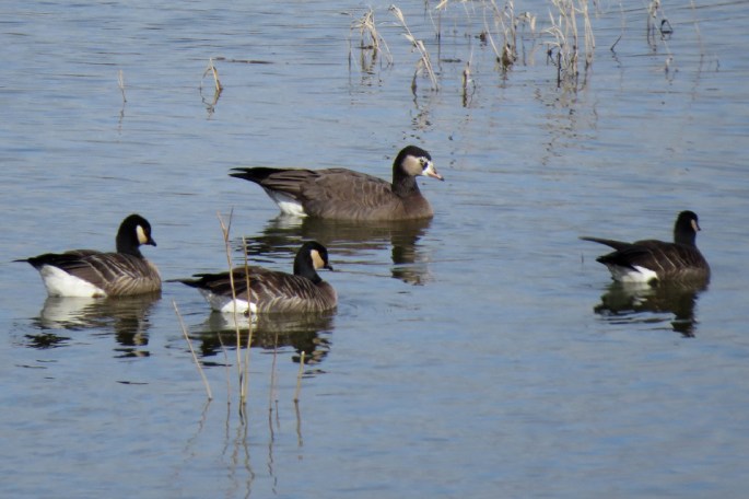 hybrid goose 1
