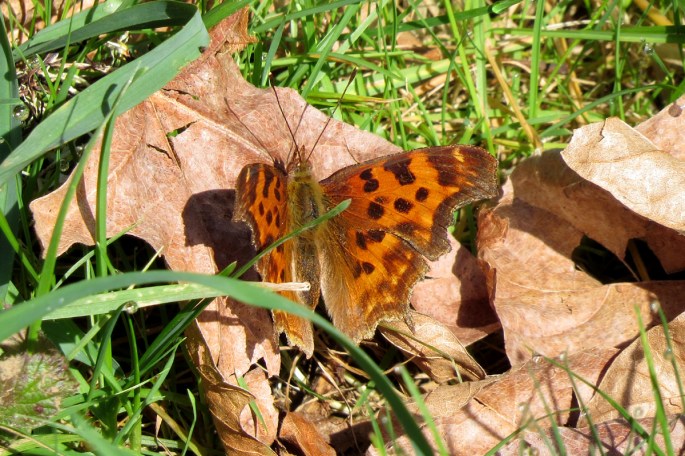 satyr comma