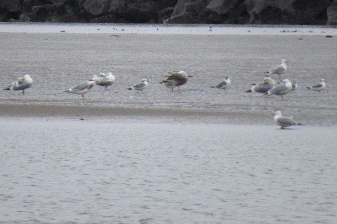 black-legged kittiwake first cycle