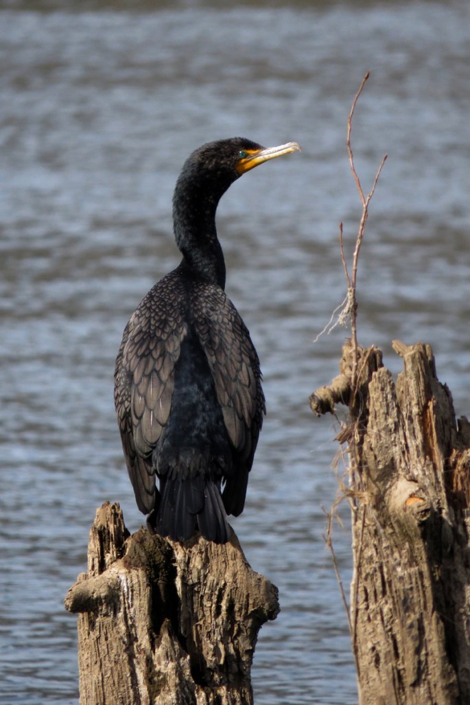 cormorant 1