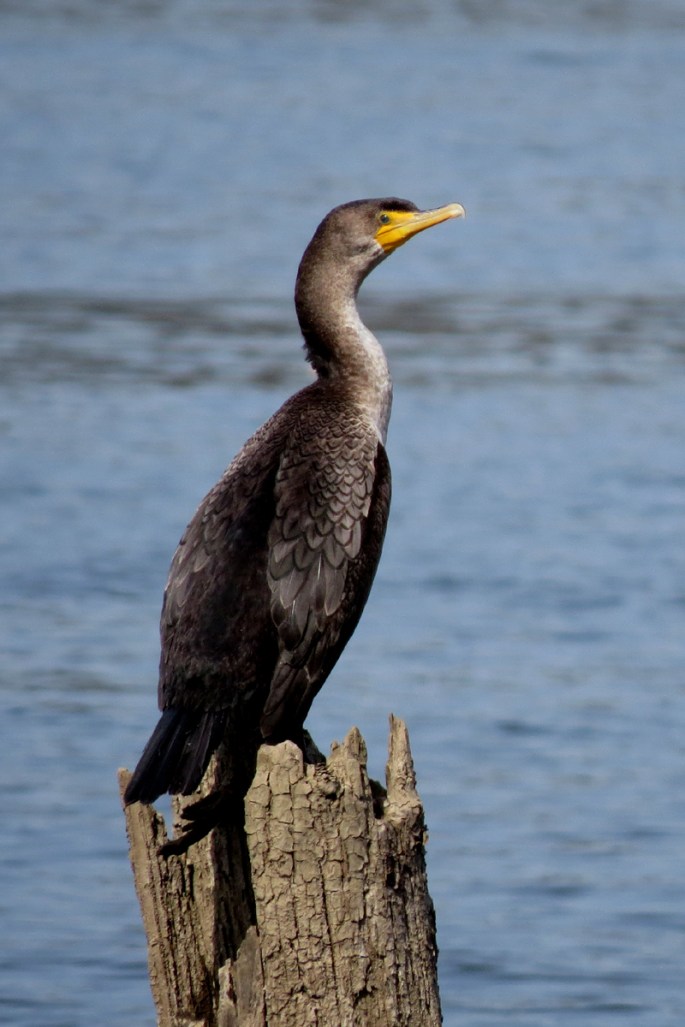 cormorant 4