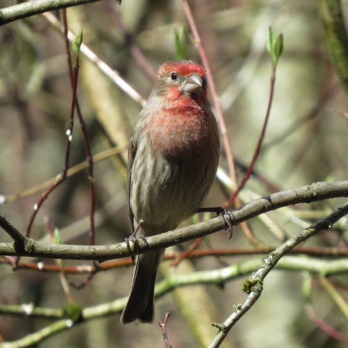 house finch 1