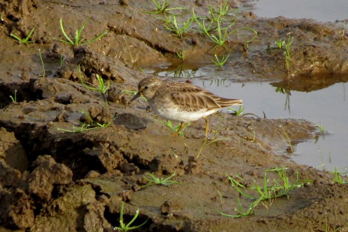 least sandpiper