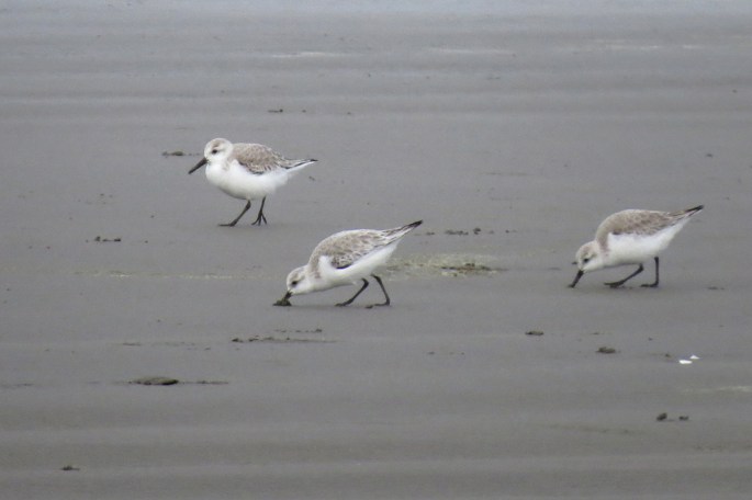 sanderlings 1