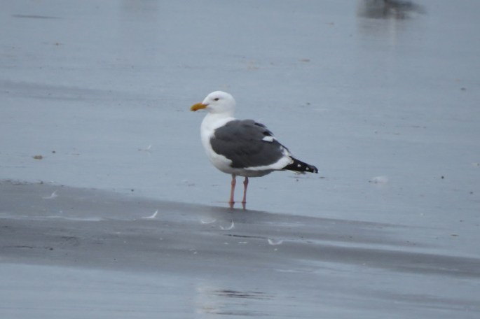 Western Gull