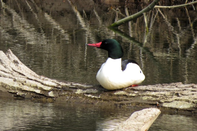 common merganser