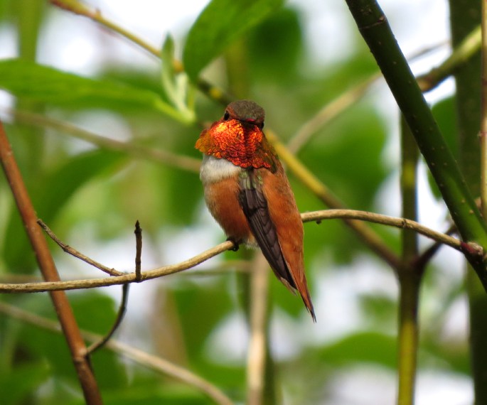 rufous 2