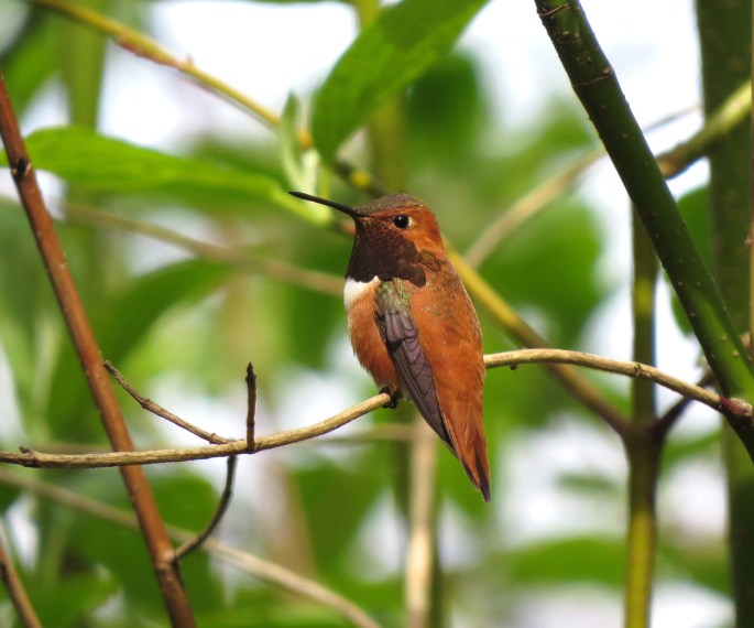rufous 3