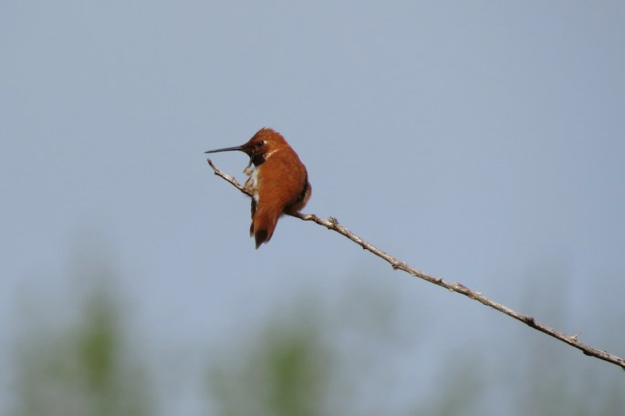 rufous scratching