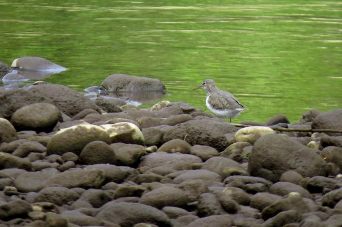 spotted sandpiper