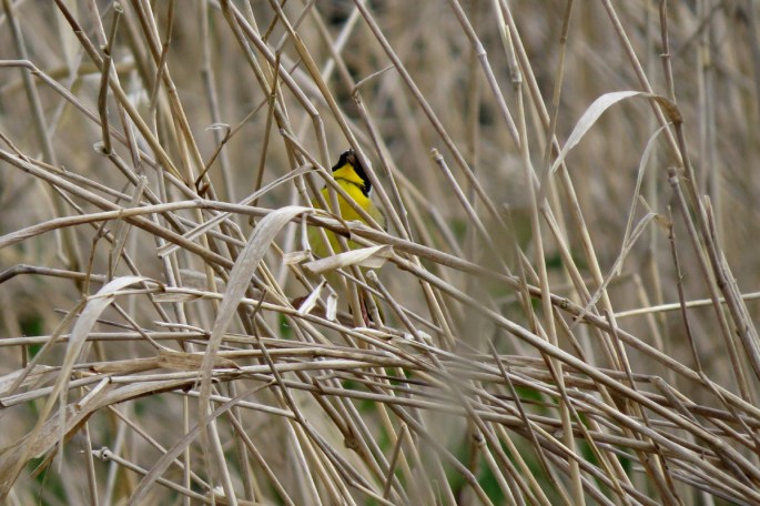 yellowthroat
