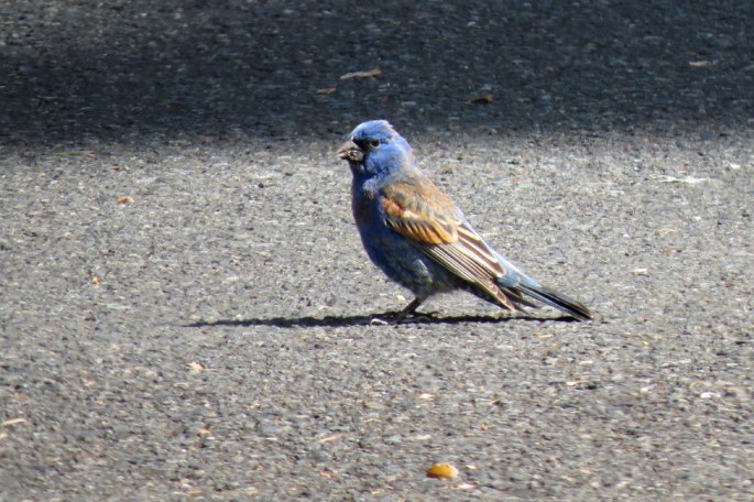 blue grosbeak