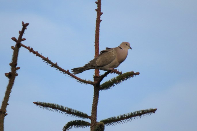 eurasian collared dove