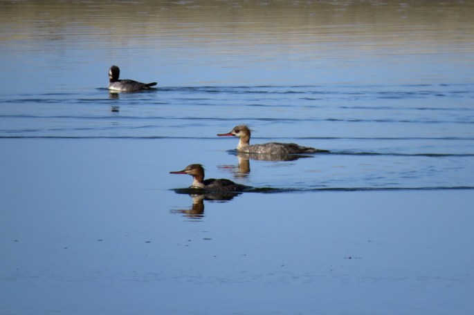 red-breasted mergansers