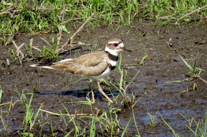 killdeer 1