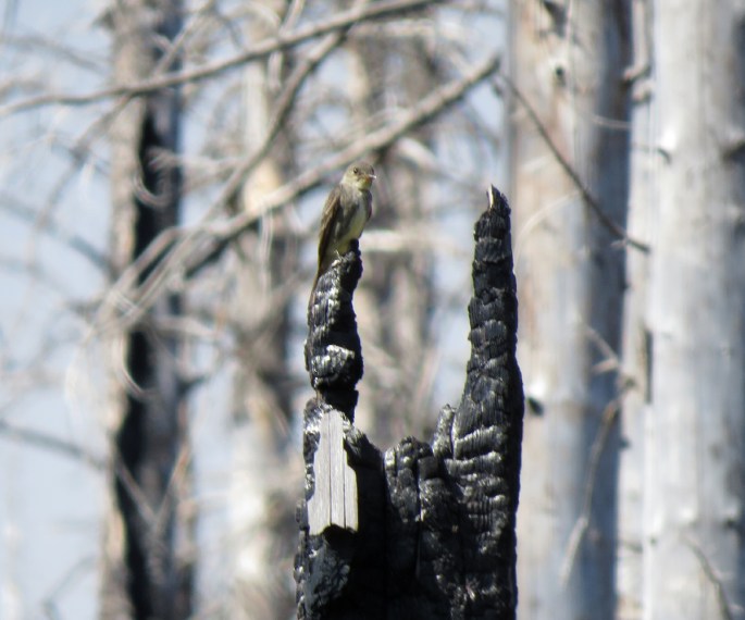 olive-sided flycatcher