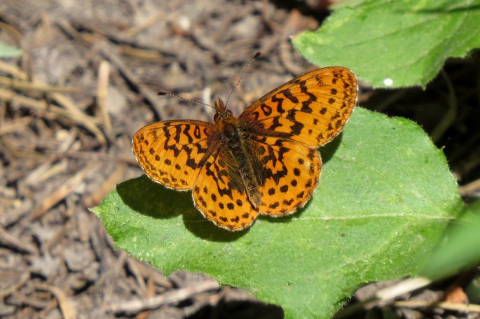 pacific fritillary 1