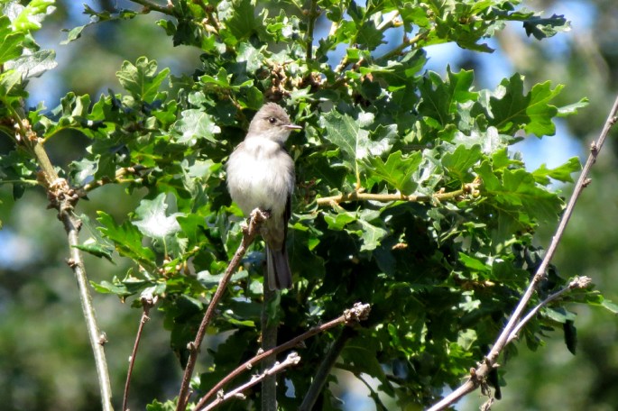w. wood-pewee 1