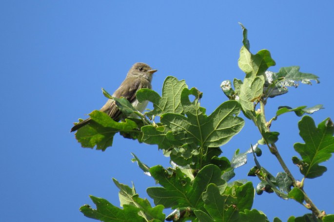 willow flycatcher 1