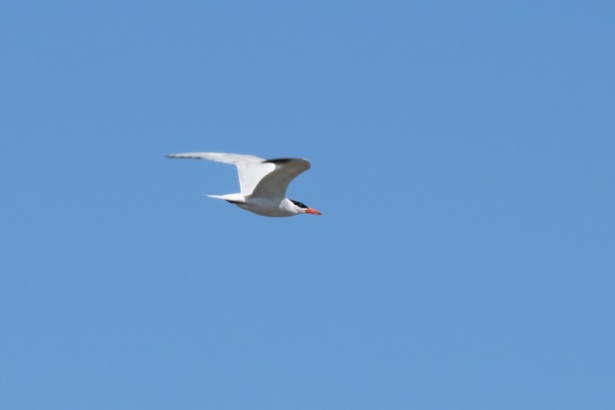 caspian tern