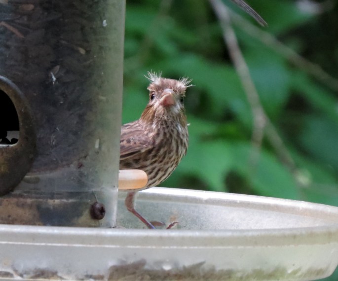 house finch front